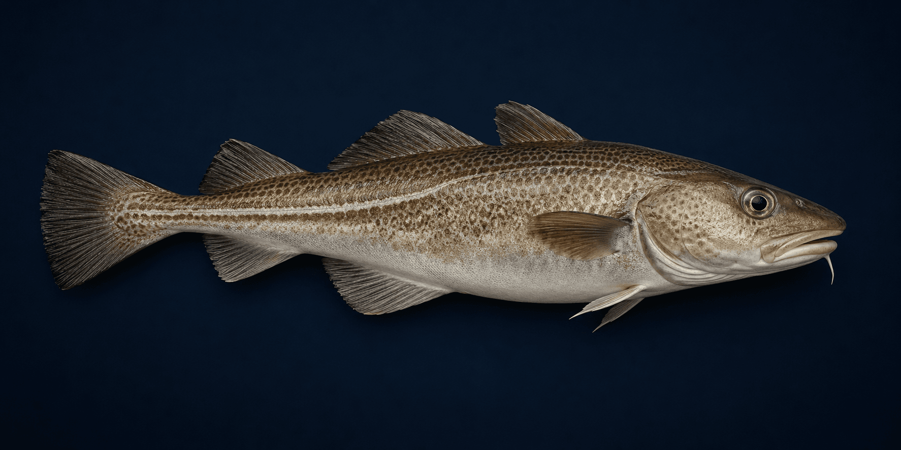 Cod