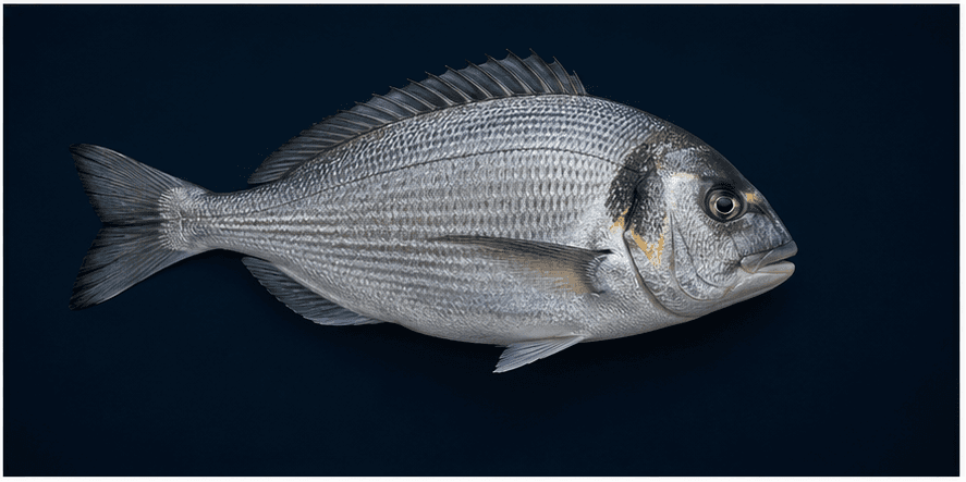 Sea Bream