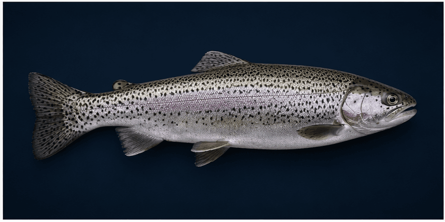 Trout
